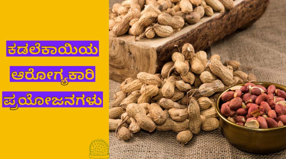 ಕಡಲೆಕಾಯಿಯ ಪ್ರಯೋಜನೆಗಳು, ದುಷ್ಪರಿಣಾಮಗಳು ಮತ್ತು ಉಪಯೋಗಗಳು ಕಡಲೆಕಾಯಿಯ ಪ್ರಯೋಜನೆಗಳು, ದುಷ್ಪರಿಣಾಮಗಳು ಮತ್ತು ಉಪಯೋಗಗಳು