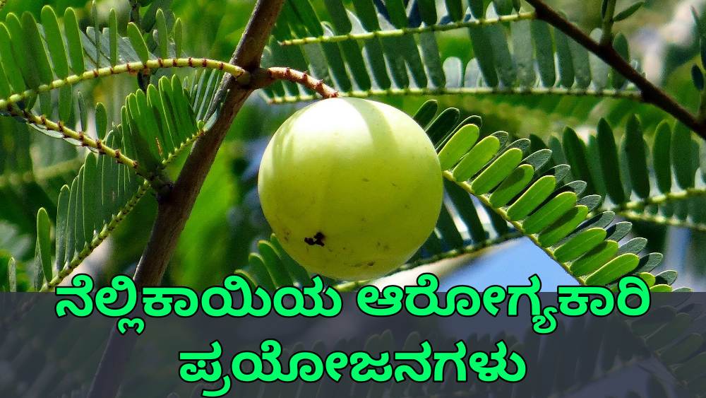 ನೆಲ್ಲಿಕಾಯಿ ಪ್ರಯೋಜನಗಳು - Amla Benefits in Kannada