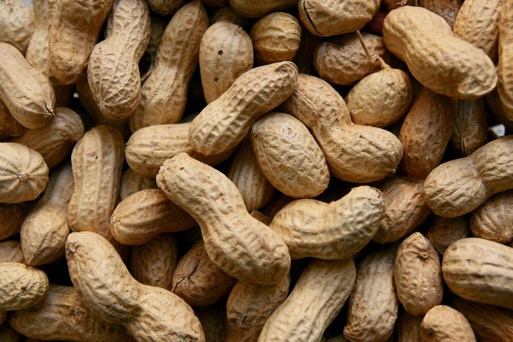 ಕಡಲೆಕಾಯಿಯ ಪ್ರಯೋಜನಗಳು - Peanut Benefits in Kannada