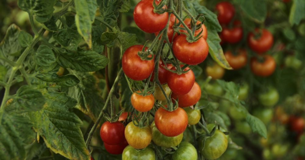 ಟೊಮೆಟೊ ಕೃಷಿ: Tomato Cultivation in Kannada