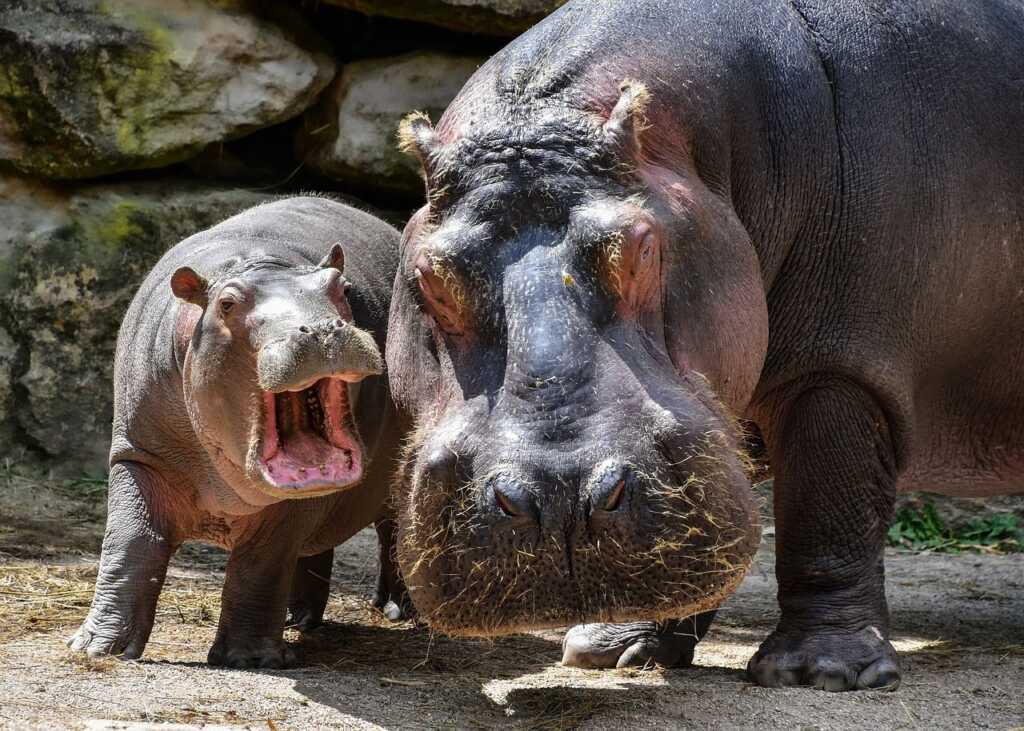Hippopotamus in Kannada